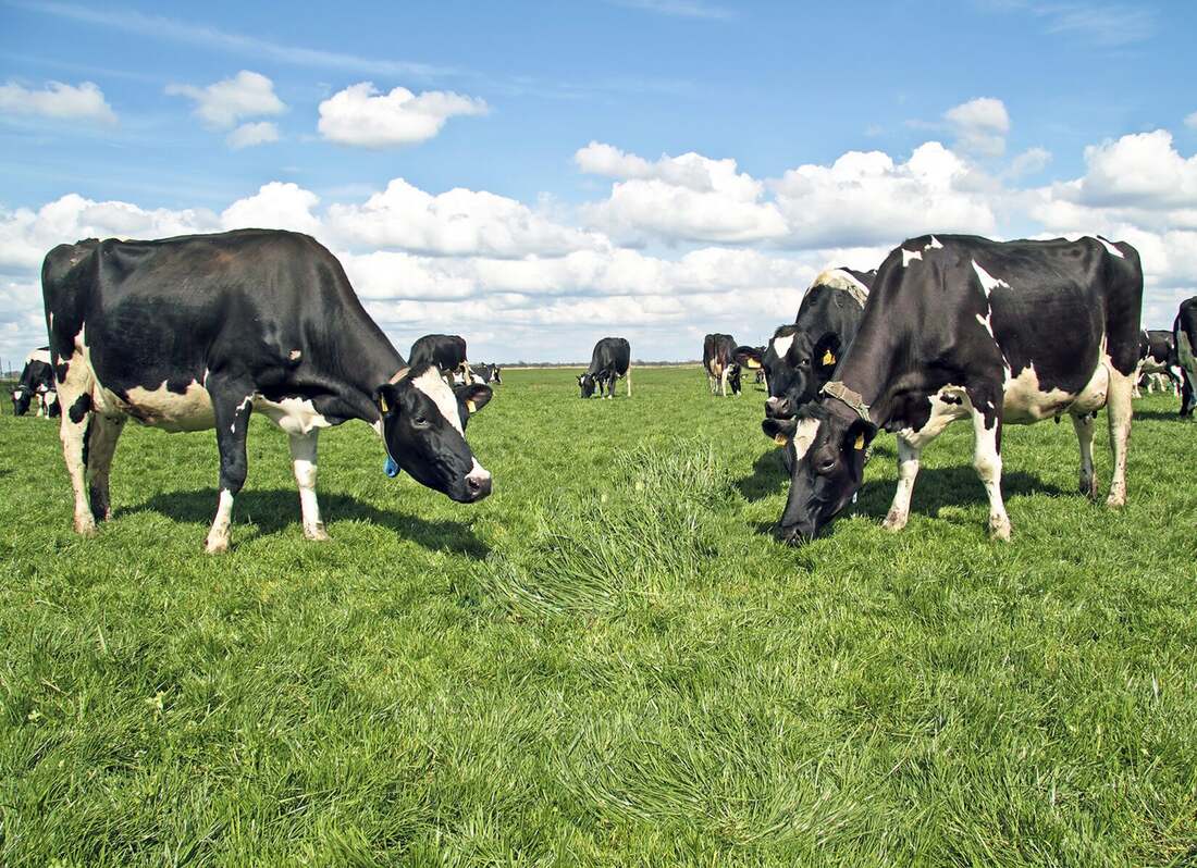 Dairy cattle grazing on pasture